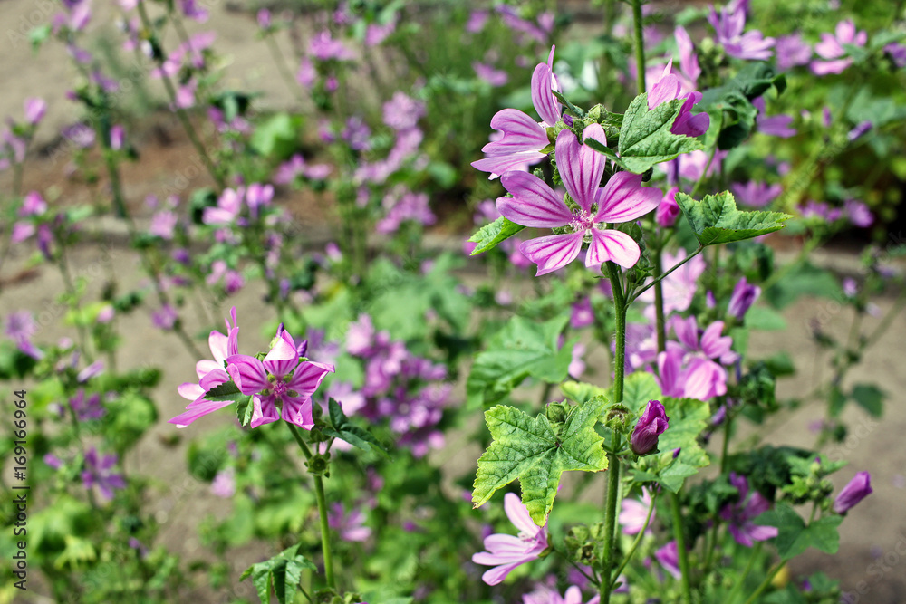 Malva sylvestris (cheeses, high mallow and tall mallow) Malva sylvestris (cheeses, high mallow and tall mallow)