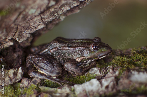 Green frog on the tree. Bark with moss. Brown amphibian