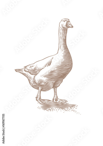 White live goose