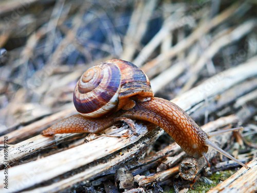 close up of a snail