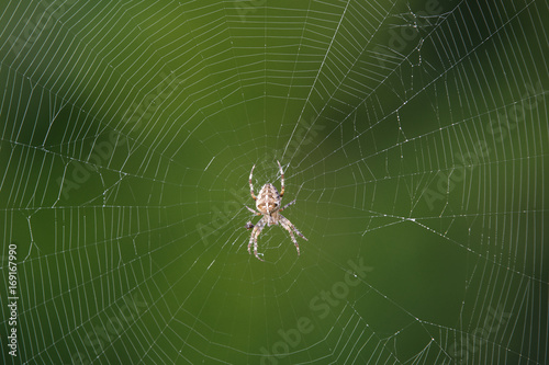 Spider with net