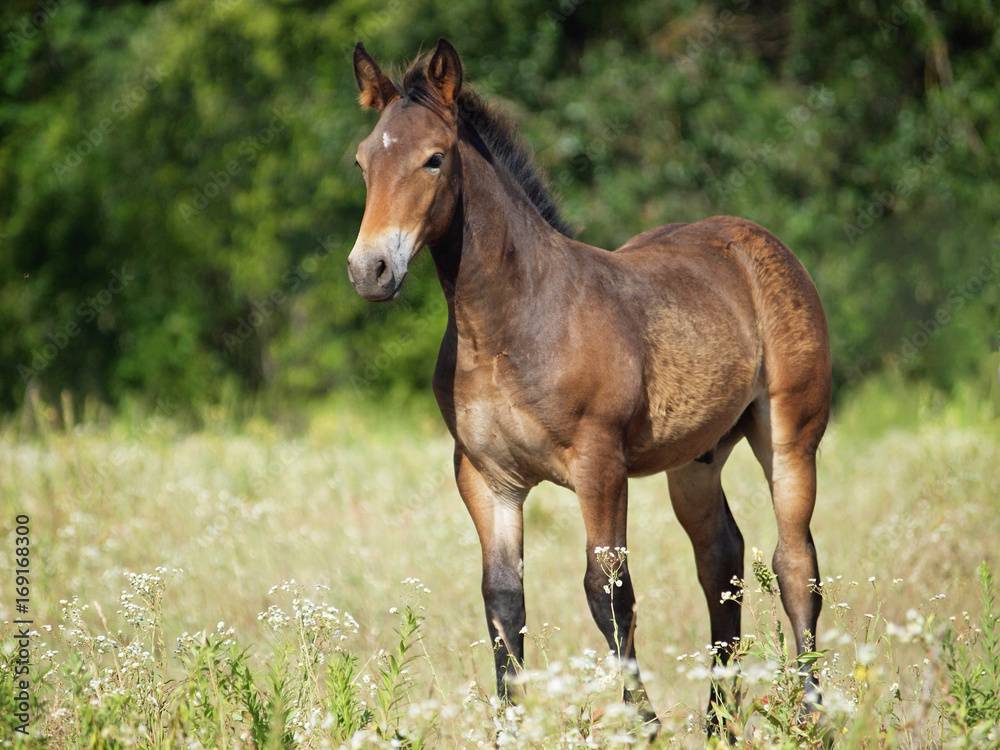 Obraz premium Nice brown foal on a meadow
