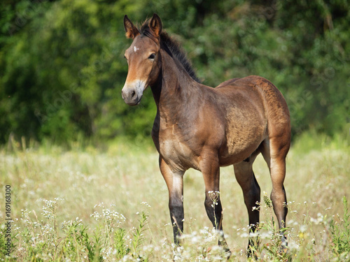 Nice brown foal on a meadow