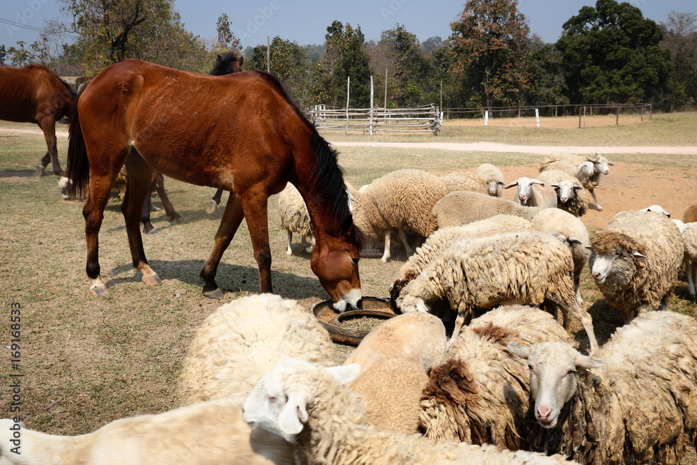 The big brown horse are scrambling food of flocks sheep. The big brown horse are scrambling food of flocks sheep.
