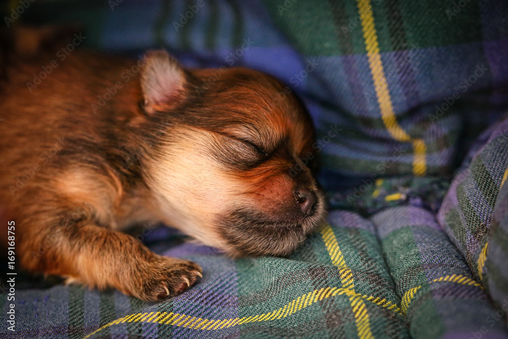 Cute newborn two puppies are brown hair lying on the bed. Cute newborn two puppies are brown hair lying on the bed.