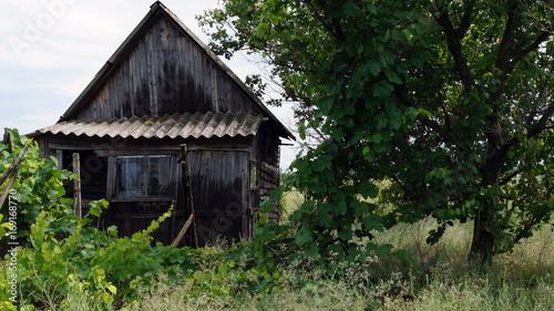 Abandoned wooden house in a Russian village, summer day