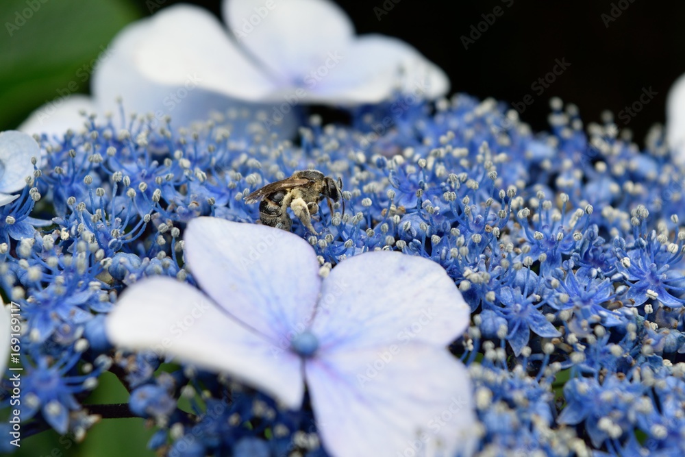 6月初夏アジサイ花粉を集める蜂stock Photo Adobe Stock 6月初夏アジサイ花粉を集める蜂stock Photo Adobe Stock