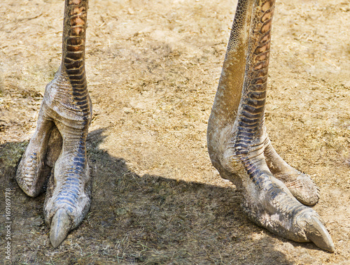Ostrich feet, closeup.