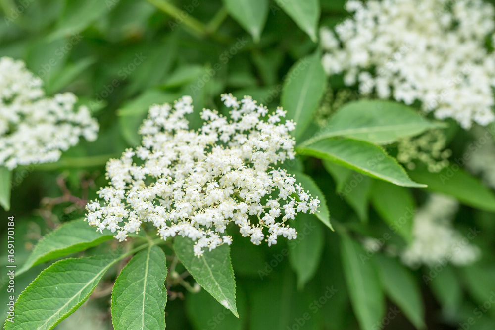 Elderberry tree in blossom. Nature background. Elderberry tree in blossom. Nature background.