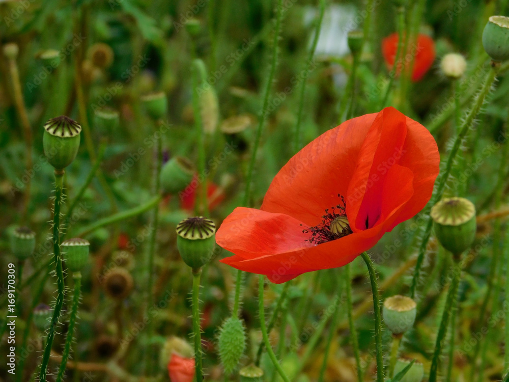 Fototapeta premium Red poppy in bloom in a garden