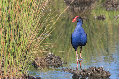 Australasian  Purple  Swamphen  Porphyrio melanotus 