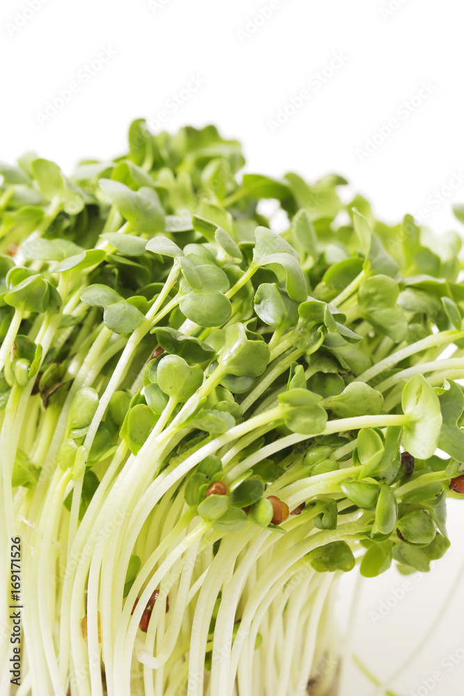 Obraz premium カイワレダイコン White radish sprouts