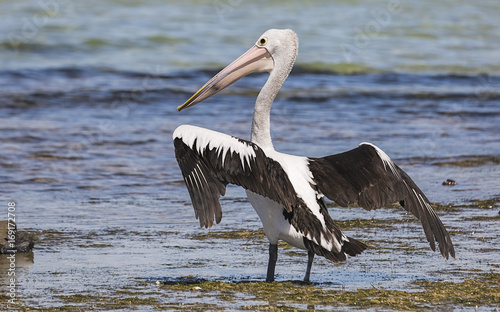 Australian Pelican (Pelecanus conspicillatus) photo