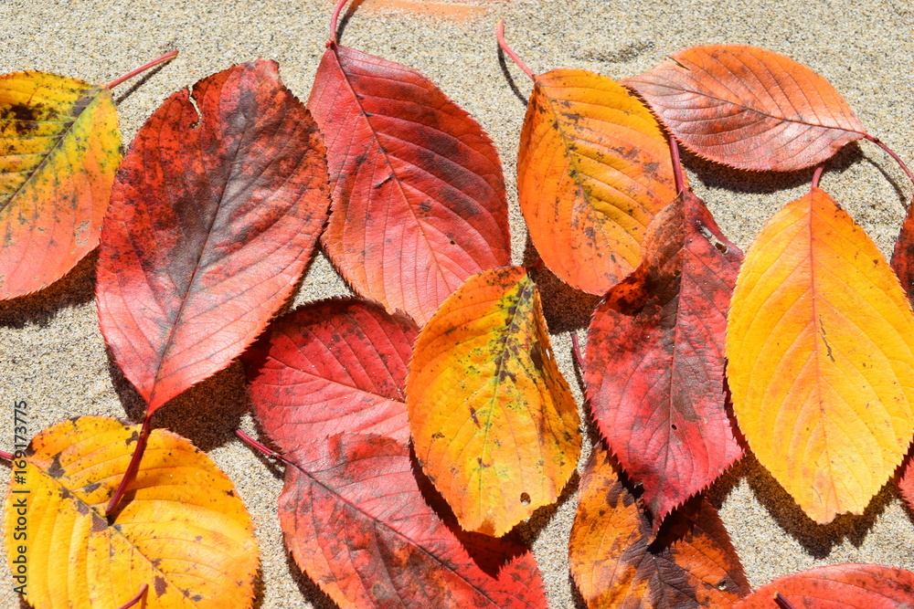 紅葉した落ち葉 紅葉した落ち葉
