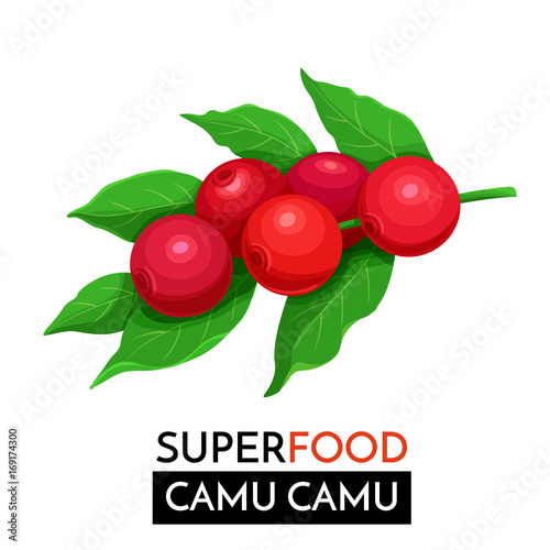 Сamu camu vector icon.