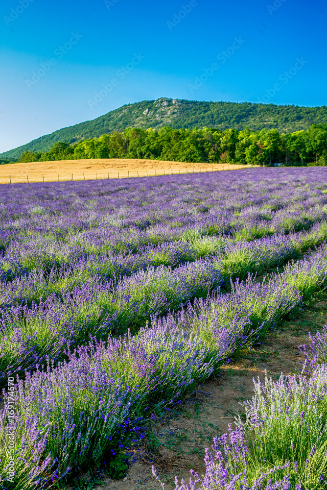 Obraz premium Levander Fields