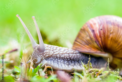 Land snail on the grounf