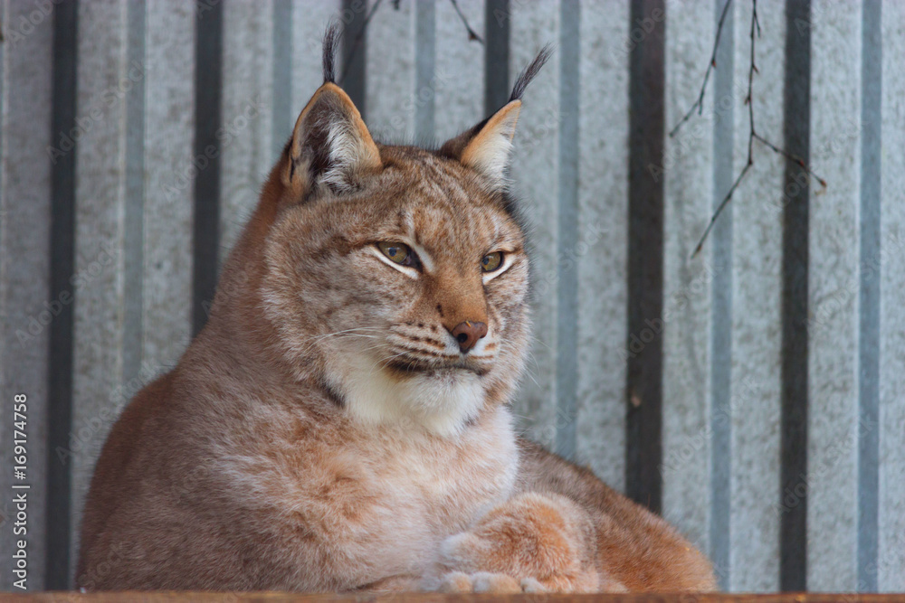 Naklejka premium lynx in winter