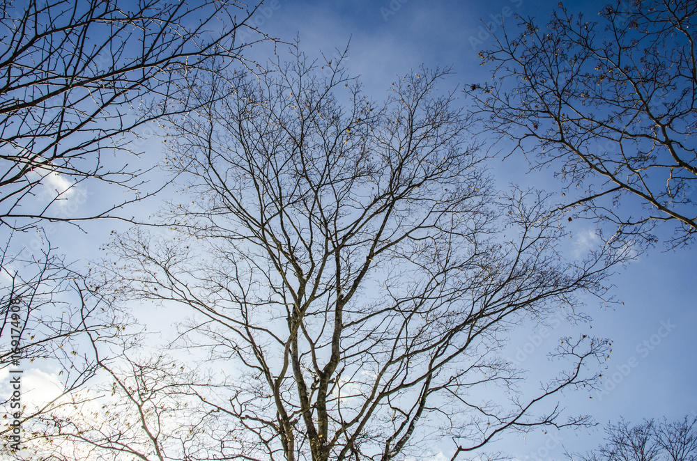 bare tree bare tree