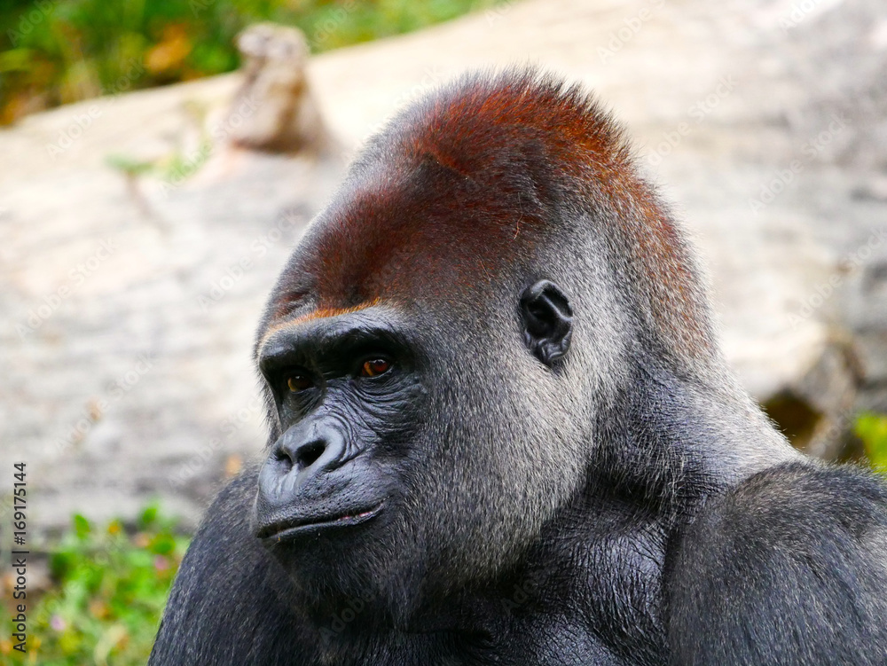 Obraz premium Gorille