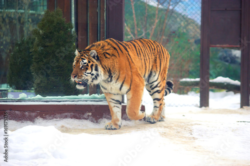 big siberian tiger photo