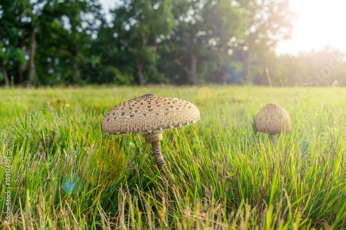 Parasol mushroom