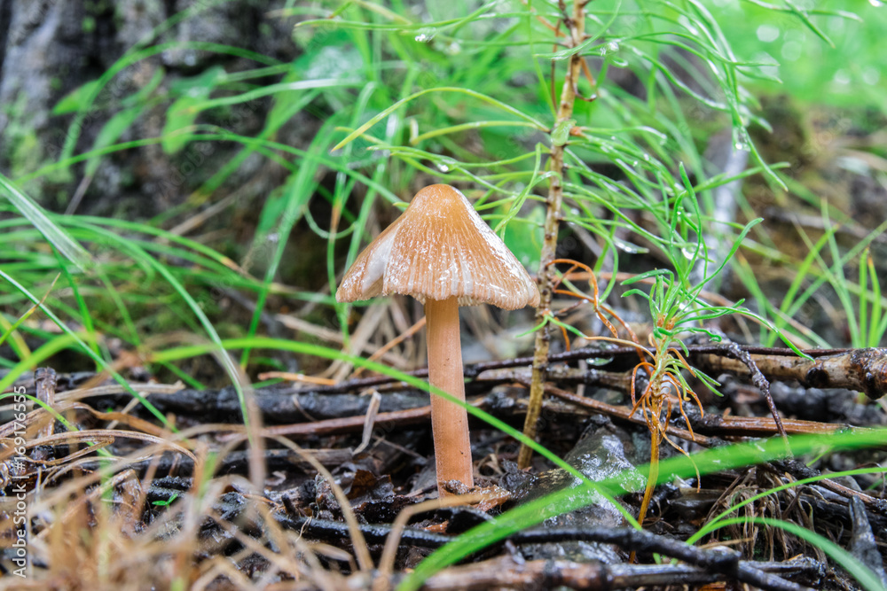 Mushrooms in the forest in summer Mushrooms in the forest in summer
