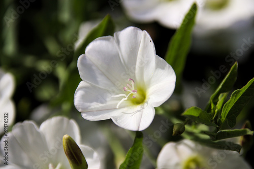 Weiß blühende Blume