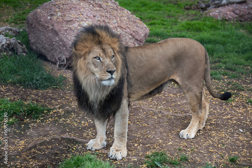 lion full length animal portrait in a natural environment