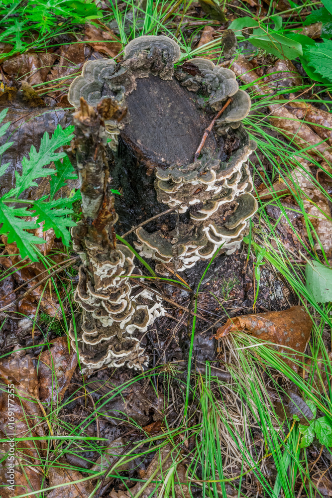 Mushrooms in the forest in summer Mushrooms in the forest in summer