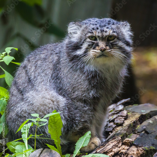 Photography Manul — the most sluggish and slow from all the wild cats, he does not know how to run fast