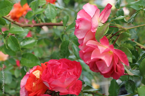 Foto Rose-Garden, im Rosengarten