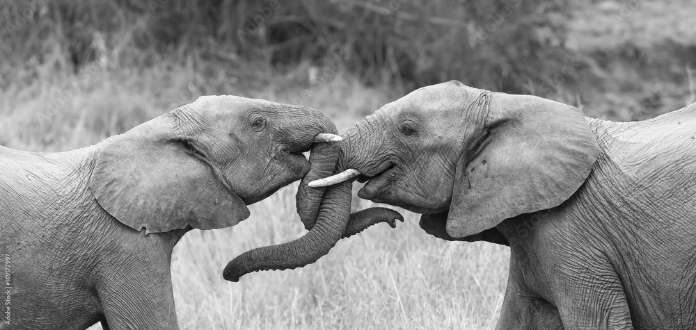 Fototapeta premium Two elephant greet affectionate with curling and touching trunks artistic conversion