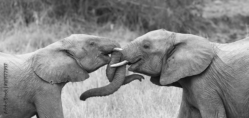 Fototapeta Dwa słonie pozdrawiają czule z curlingu i dotykania pni artystycznej konwersji