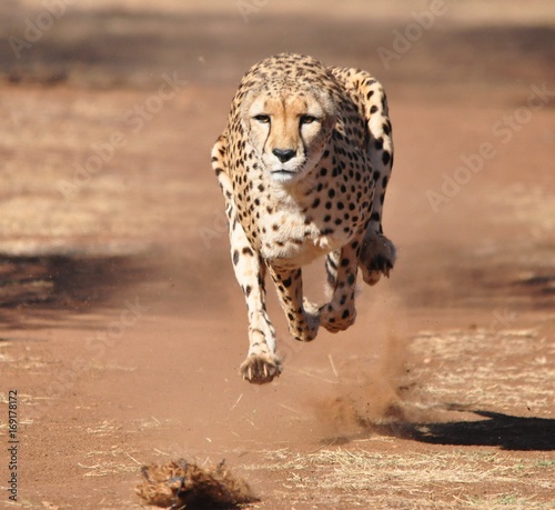 Leinwand Poster Running and exercising a cheetah, chasing a lure