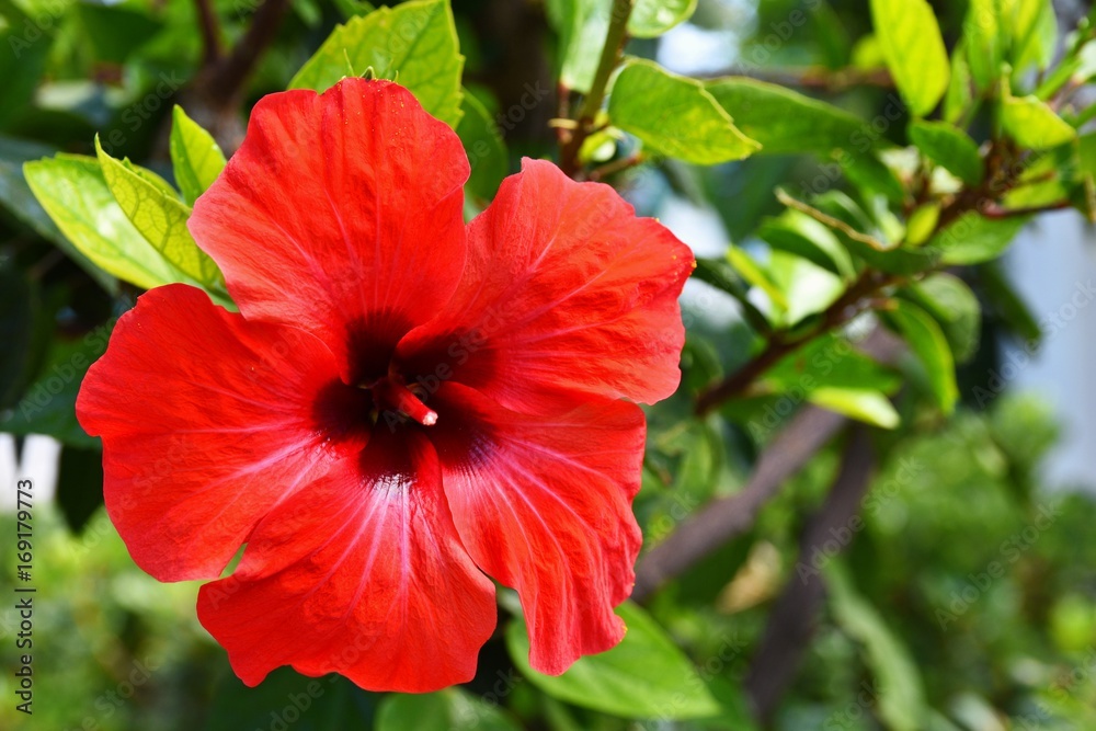 Beautiful red flowering hibiscus Beautiful red flowering hibiscus