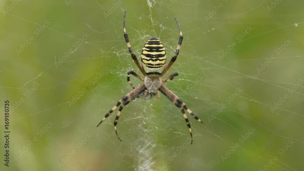 Wasp spider (Argiope bruennichi) eating prey in web Wasp spider (Argiope bruennichi) eating prey in web