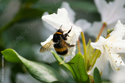 Dicke Hummel auf weißer Blüte