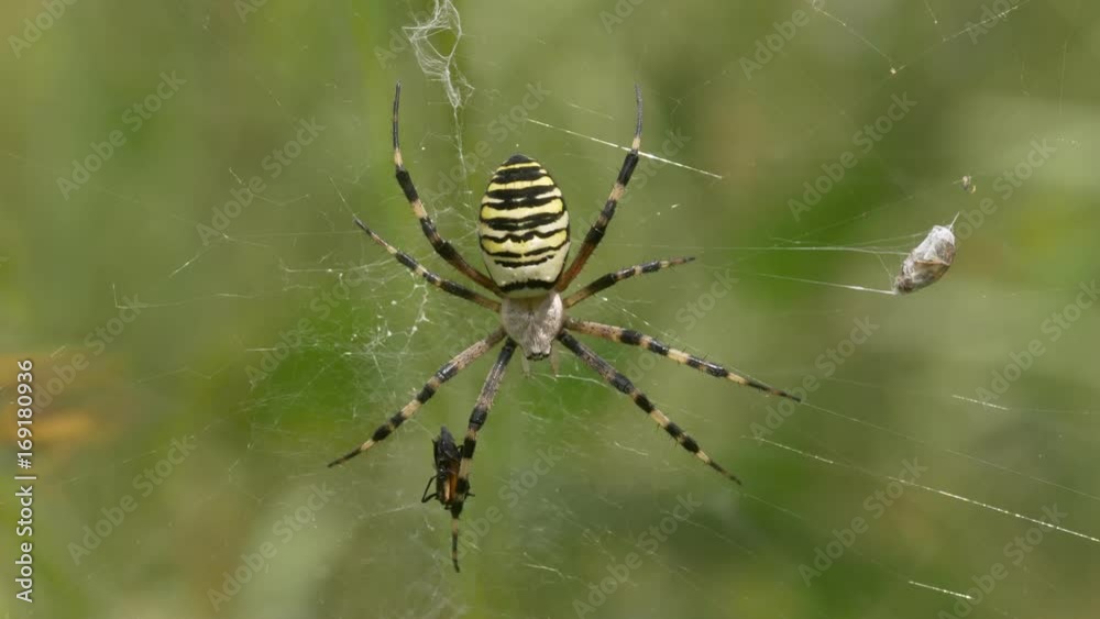 Wasp spider (Argiope bruennichi) eating prey in web Wasp spider (Argiope bruennichi) eating prey in web