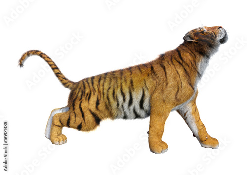 Fototapeta Naklejka Na Ścianę i Meble -  3D Rendering Big Cat Tiger on White