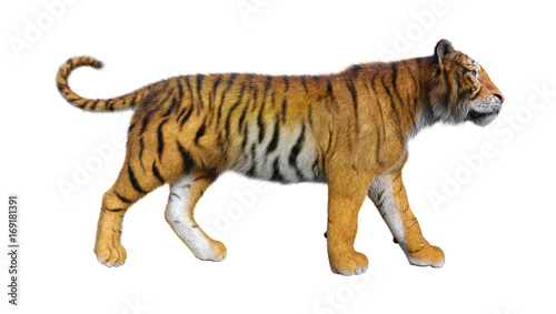 Fototapeta Naklejka Na Ścianę i Meble -  3D Rendering Big Cat Tiger on White