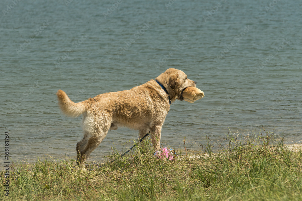A golden retriever on the lake shore with a loaf of bread in his mouth A golden retriever on the lake shore with a loaf of bread in his mouth