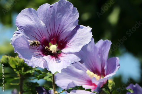 Bees and Flowers, Bienen und Malvenblüten im Sommer