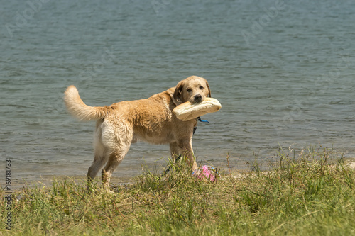 A golden retriever on the lake shore with a loaf of bread in his mouth