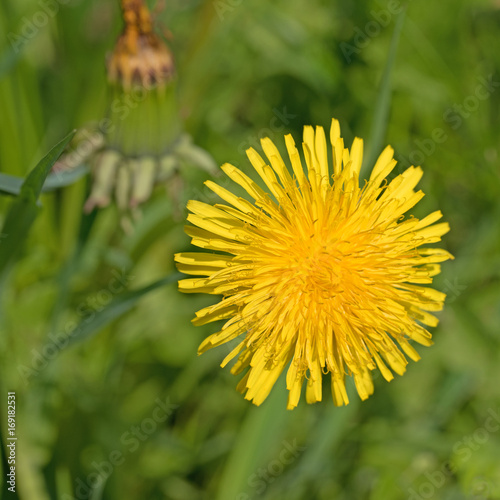 Fototapeta Naklejka Na Ścianę i Meble -  Löwenzahn, Taraxacum, Blüte