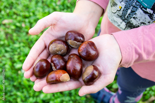 Autumn gift - the hands full of ripe chestnuts