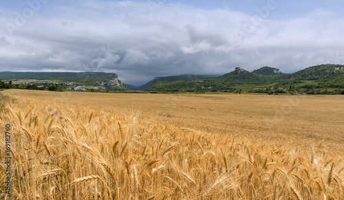 Field of wheat with mountainous backdrop