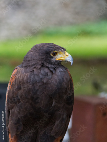 Golden eagle bird of prey close-up portrait