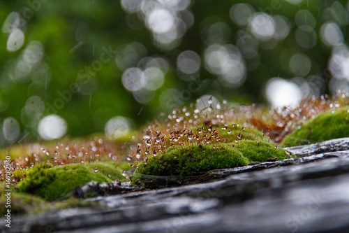 Moss on tiled roof macro photo with selective focus