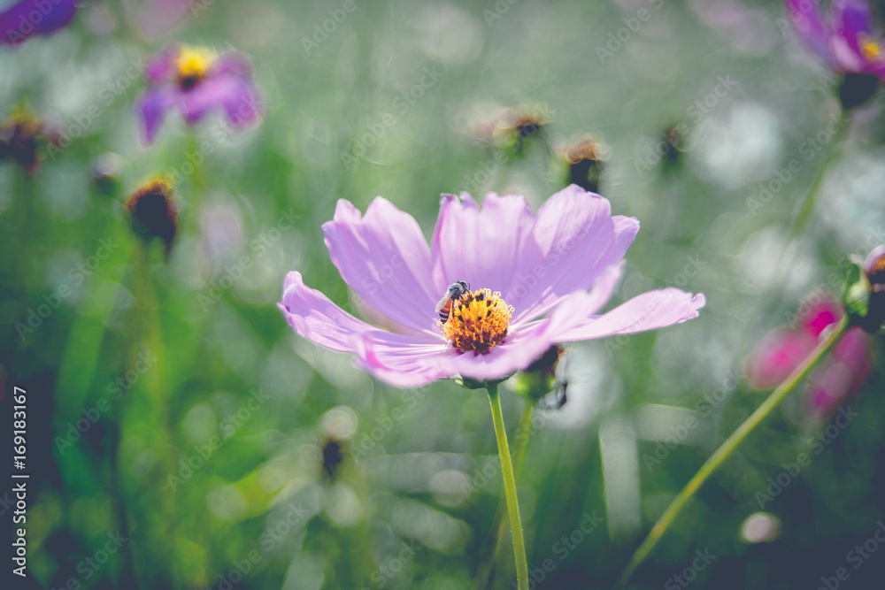 Cosmos flower beautiful
